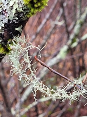 Biatoropsis usnearum