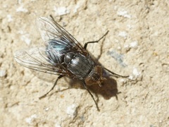 Calliphora