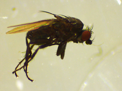 Sphaeroceridae