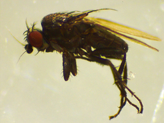 Sphaeroceridae