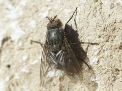 Calliphora