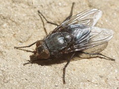 Calliphora