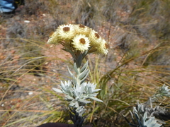 Achyranthemum mucronatum