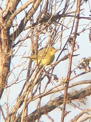 Setophaga petechia