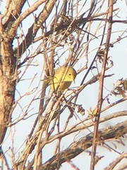 Setophaga petechia