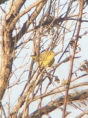 Setophaga petechia