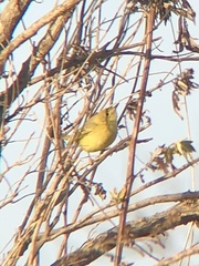 Setophaga petechia