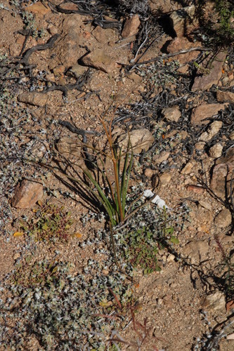 Trachyandra bulbinifolia