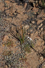 Trachyandra bulbinifolia