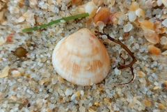 Laevicardium crassum