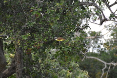 Pitangus sulphuratus