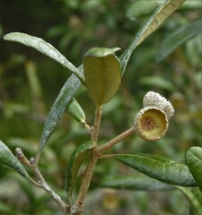 Quercus geminata