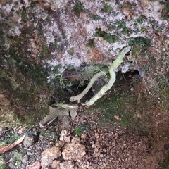 Chaenotheca furfuracea