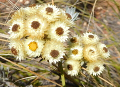 Achyranthemum mucronatum