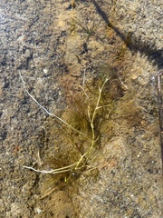 Ranunculus confervoides