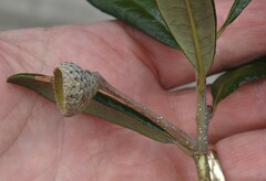 Quercus geminata