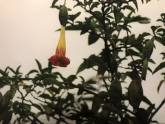 Brugmansia sanguinea