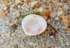 Laevicardium crassum