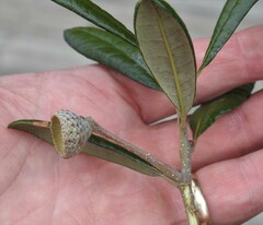 Quercus geminata