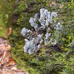 Lobarina scrobiculata