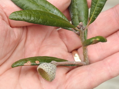 Quercus geminata