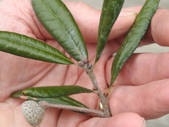 Quercus geminata