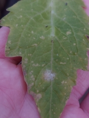 Pseudoidium neolycopersici