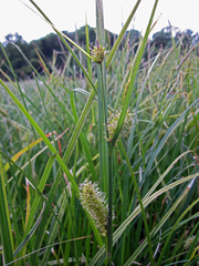 Carex melanostachya