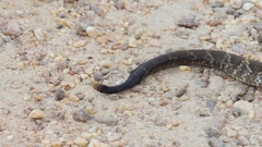 Crotalus durissus terrificus