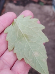 Pseudoidium neolycopersici