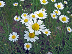 Anthemis ruthenica