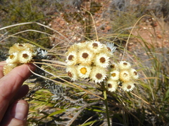Achyranthemum mucronatum