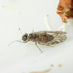 Elipsocidae