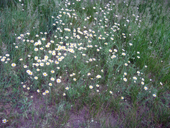 Anthemis ruthenica