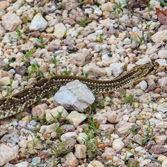 Crotalus durissus terrificus
