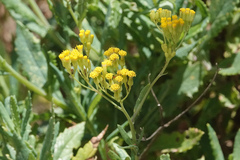 Senecio odoratus