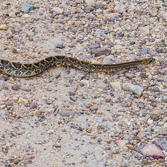 Crotalus durissus terrificus