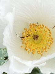 Argemone pleiacantha