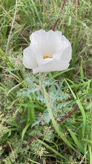 Argemone pleiacantha