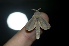 Phragmataecia castaneae