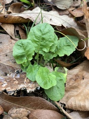 Youngia