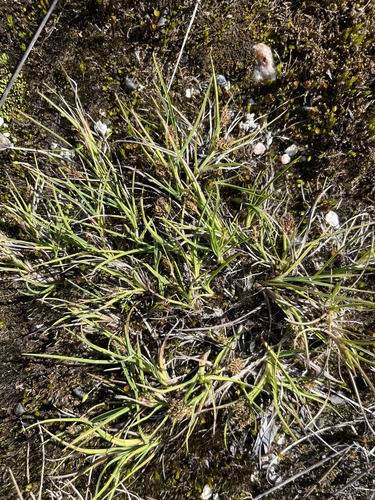 Bear Sedge (Carex ursina)