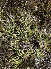 Carex ursina