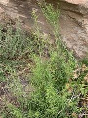 Brickellia longifolia longifolia