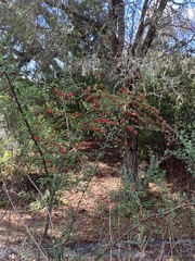 Pyracantha angustifolia