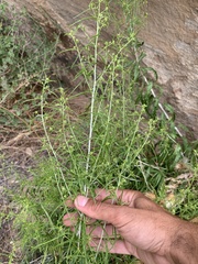 Brickellia longifolia longifolia