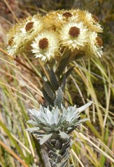 Achyranthemum mucronatum