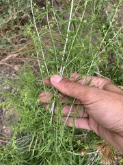 Brickellia longifolia longifolia