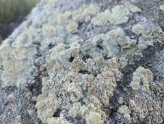 Protoparmeliopsis pinguis