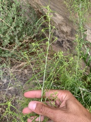 Brickellia longifolia longifolia